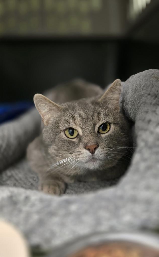 Enlarge Officer McDonald, a Adoptable mixed breed in Athens, OH image 1/1