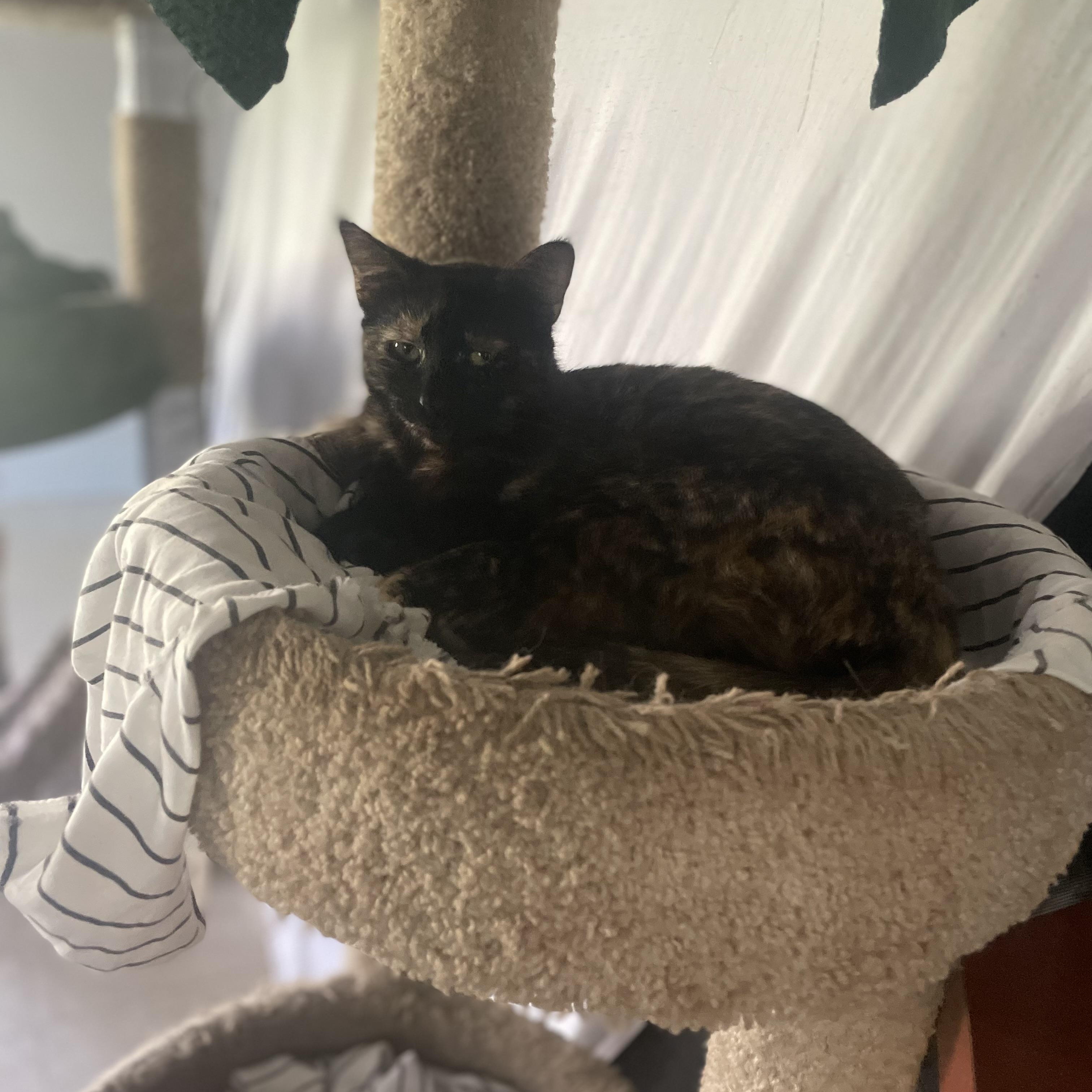 SALLY, a Adoptable Tortoiseshell in Flint, TX image 1/2