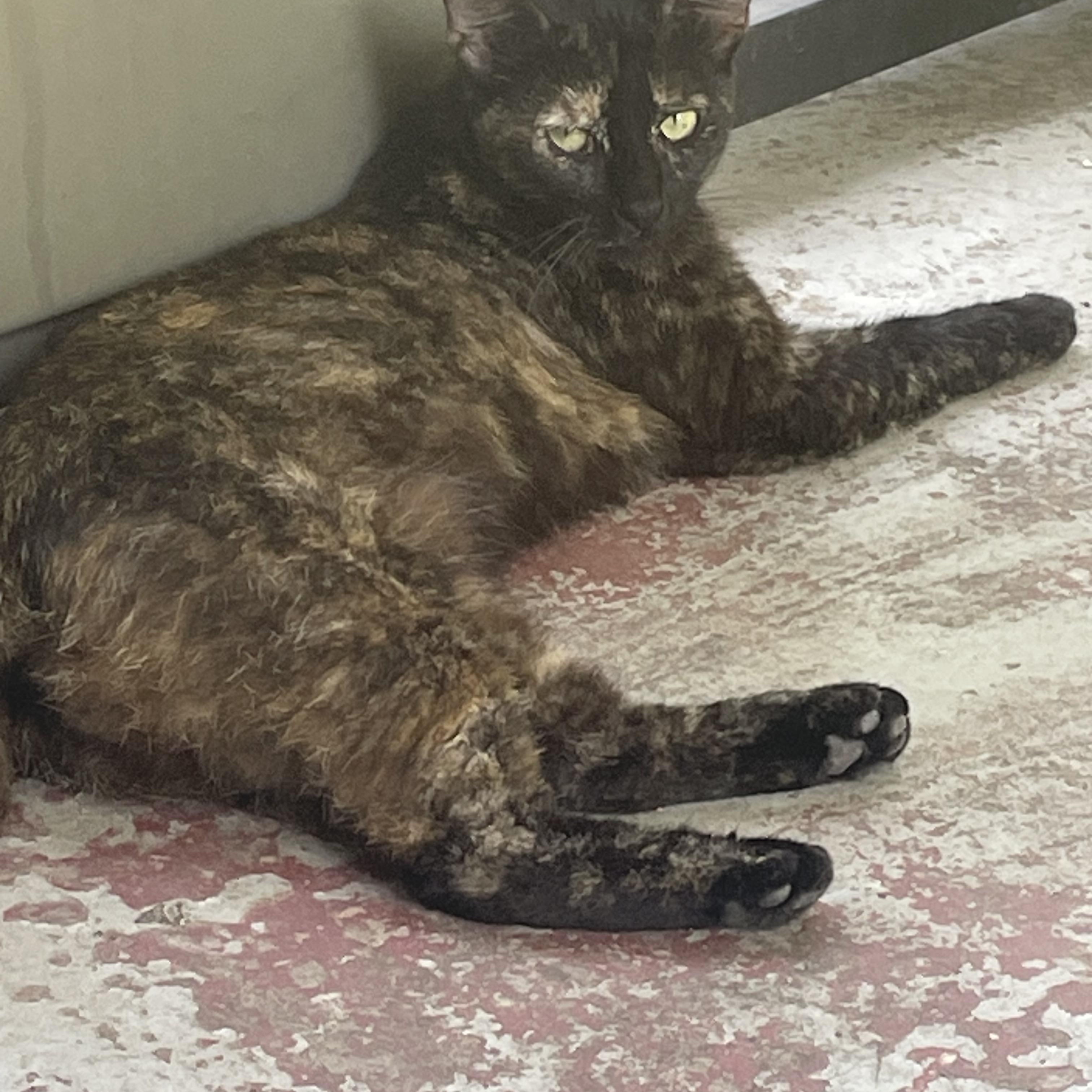 SALLY, a Adoptable Tortoiseshell in Flint, TX image 2/2