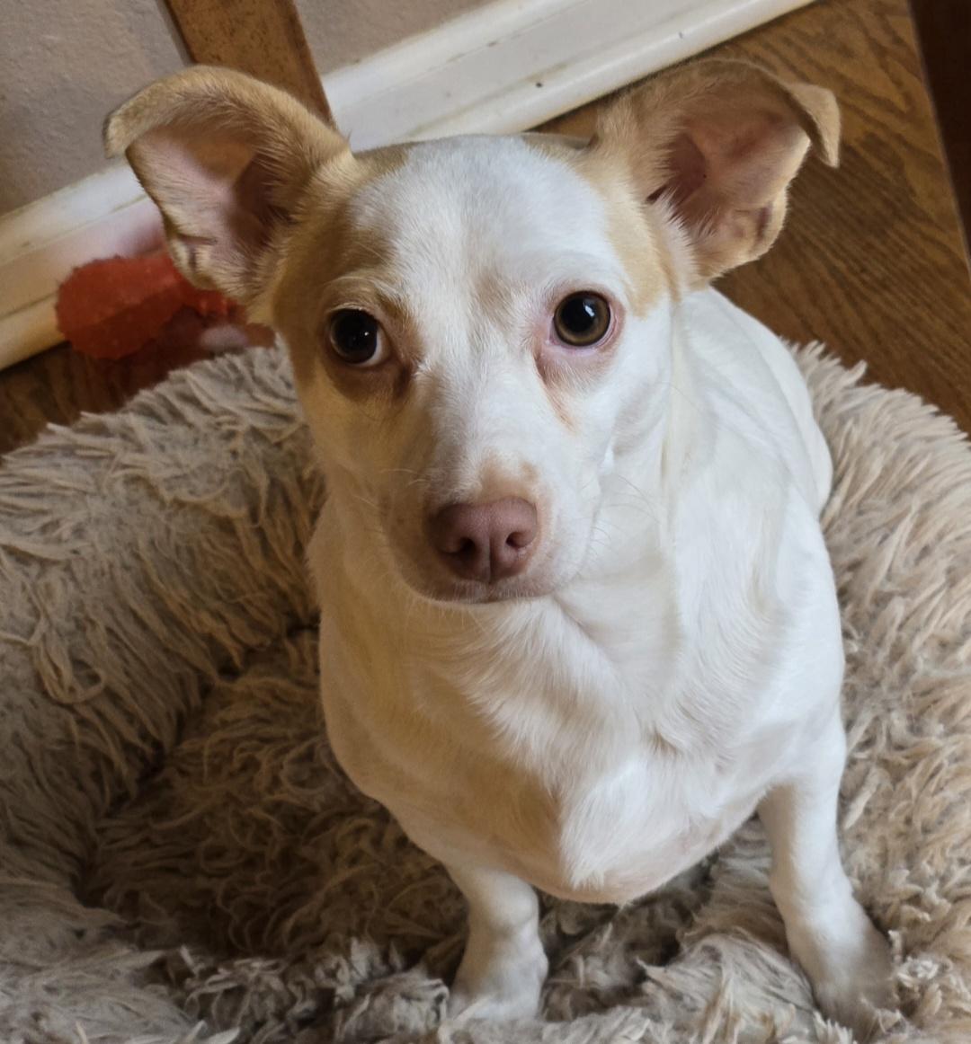 Enlarge Leah, a Adoptable mixed breed in Thornton, CO image 1/2