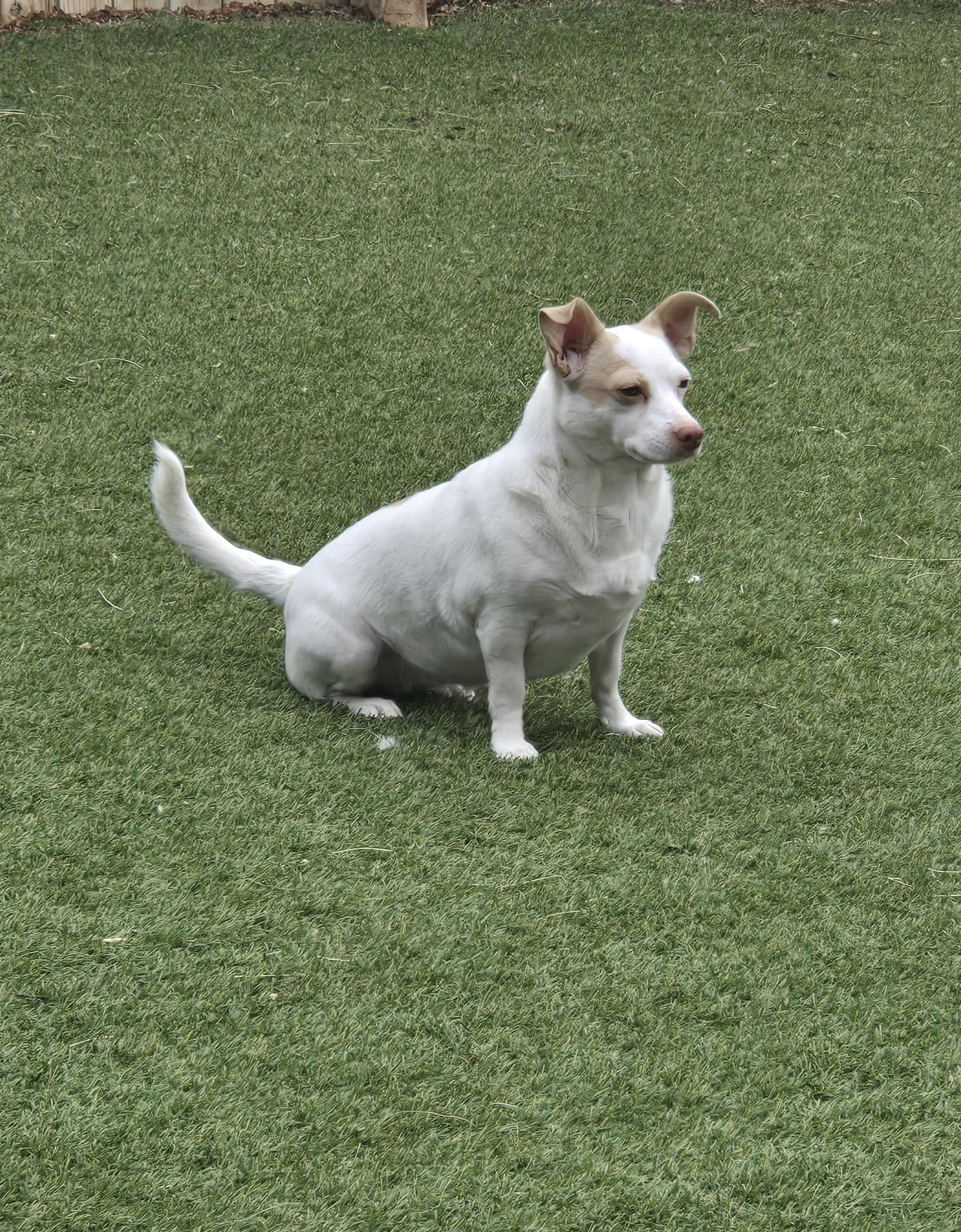 Enlarge Leah, an adopted mixed breed in Thornton, CO image 4/4