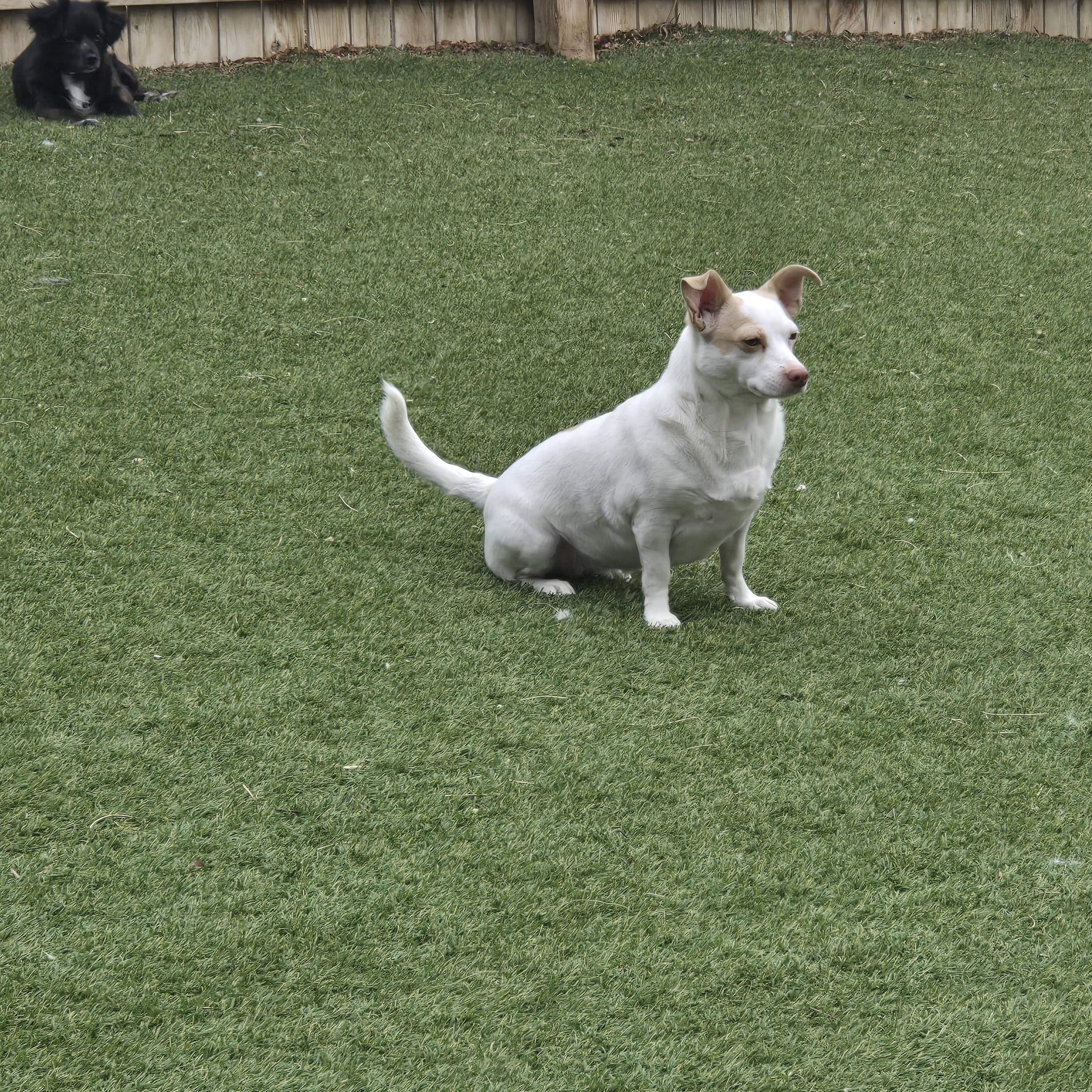 Enlarge Leah, an adopted mixed breed in Thornton, CO image 3/4