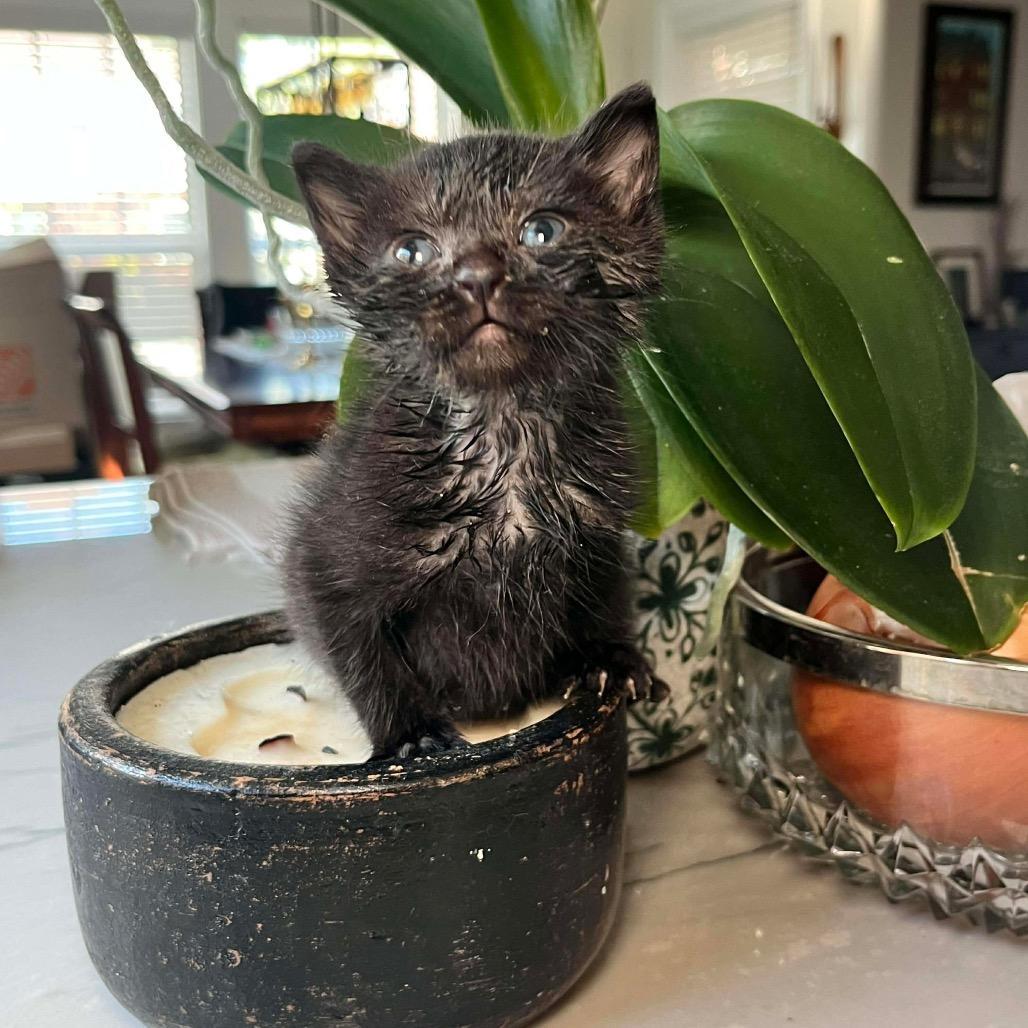 Eve, Adoptable, Kitten Female Domestic Short Hair.