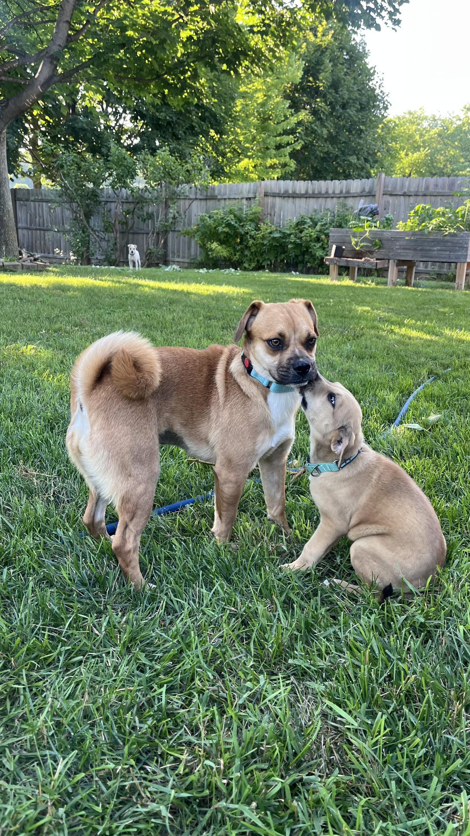 Penny, a Adoptable mixed breed in New London, WI image 2/3