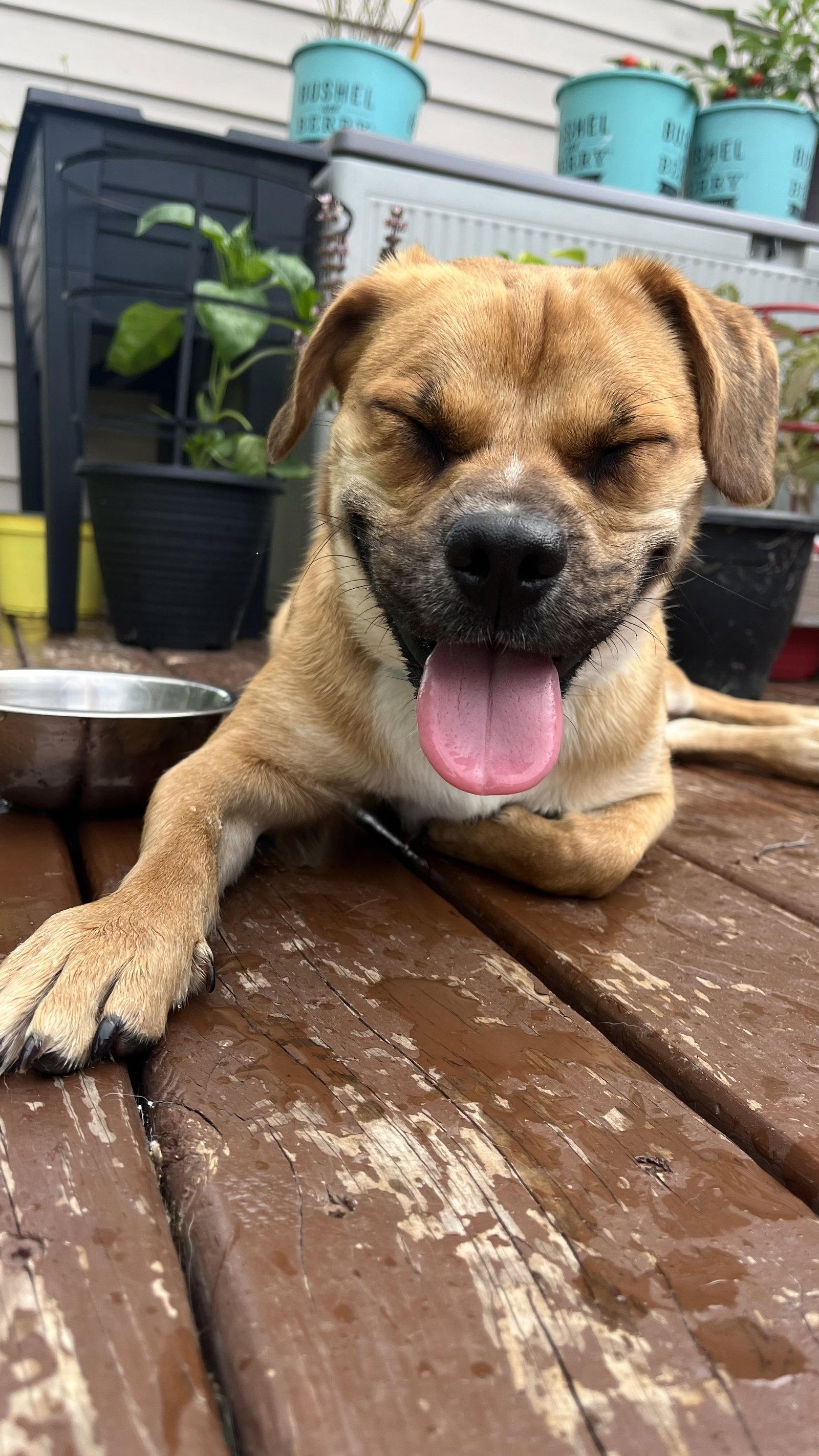 Penny, Adoptable, Adult Female Pug & Beagle.