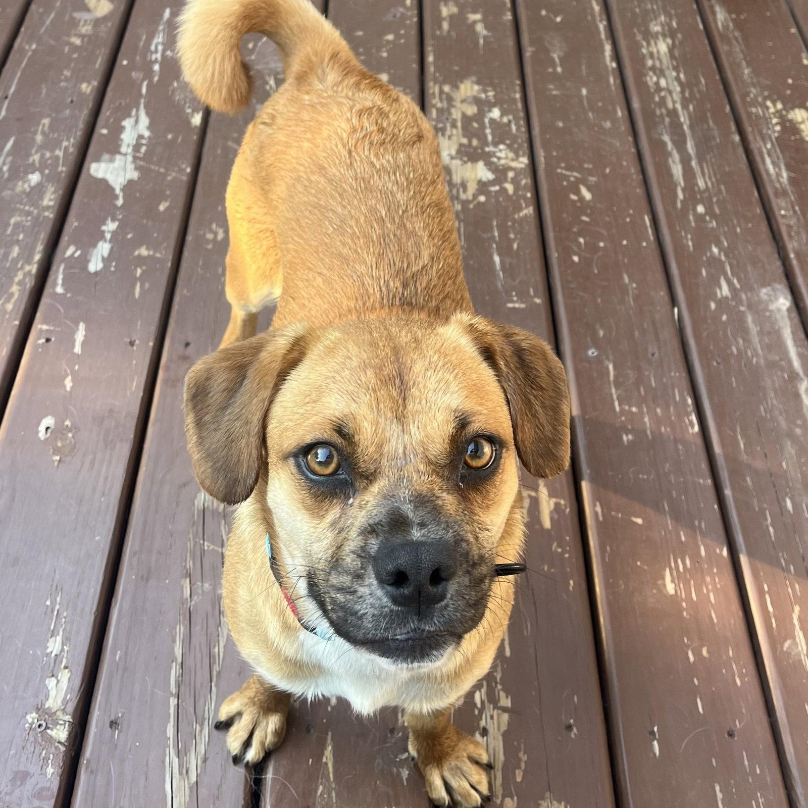 Penny, a Adoptable mixed breed in New London, WI image 1/3