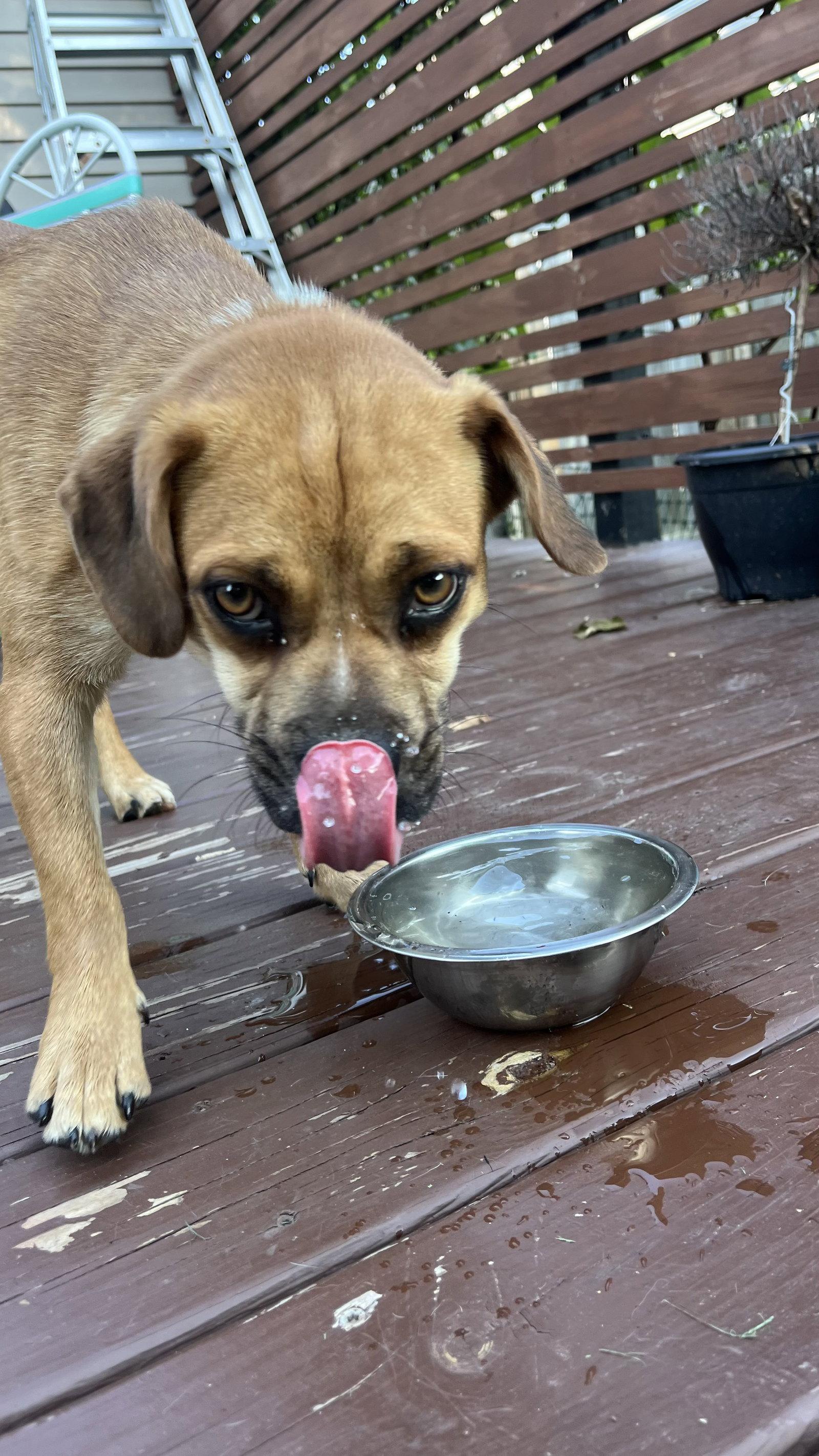 Penny, a Adoptable mixed breed in New London, WI image 3/3