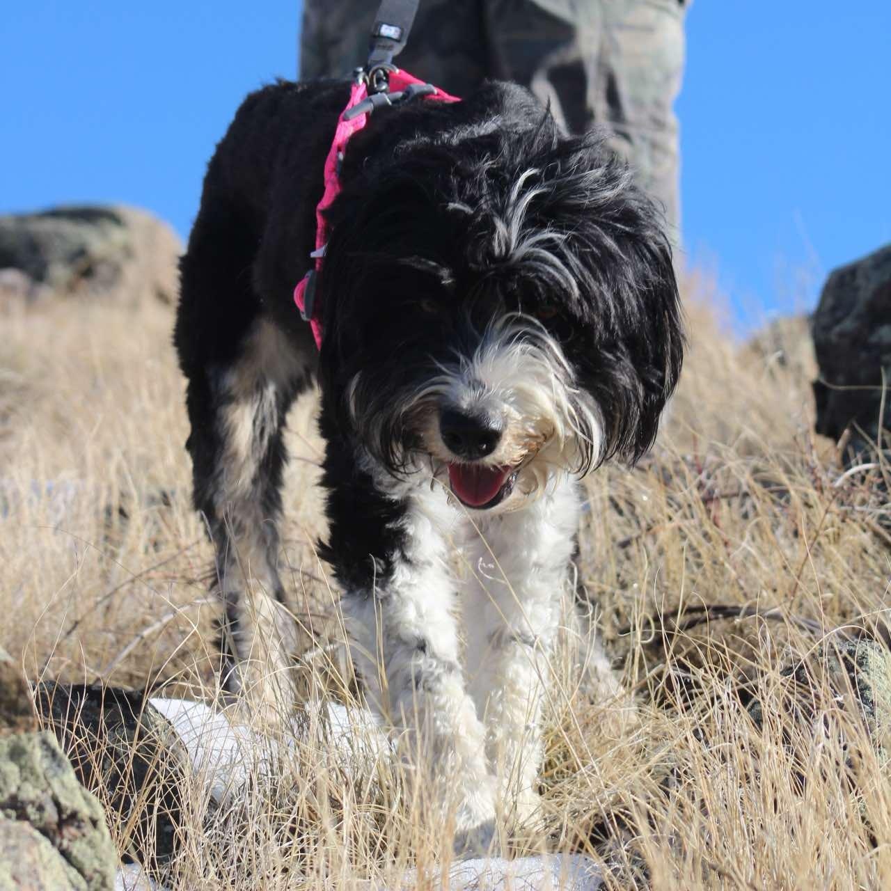 Enlarge Liza , a Adoptable mixed breed in Pinedale, WY image 4/5