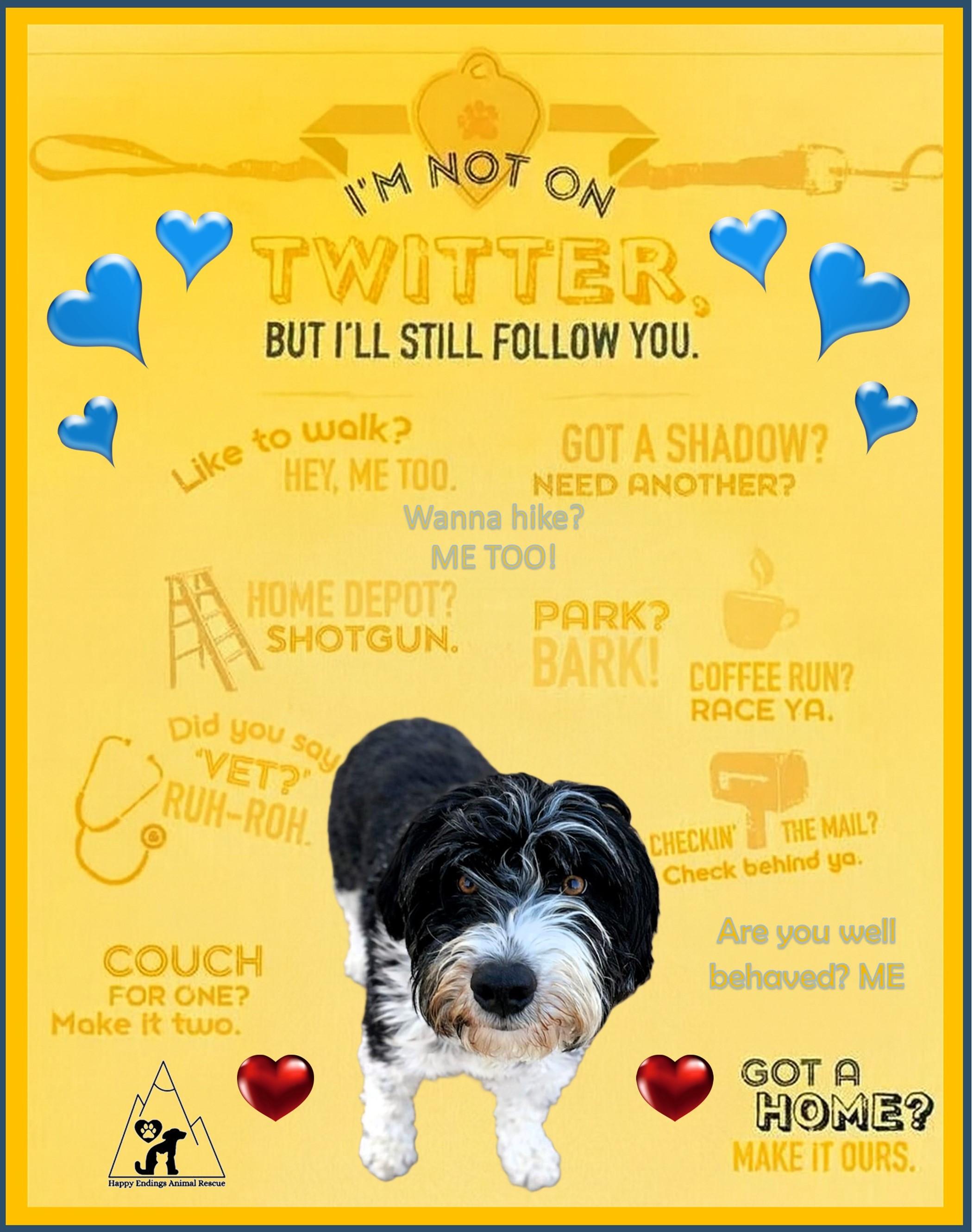 Enlarge Liza , a Adoptable mixed breed in Pinedale, WY image 6/6