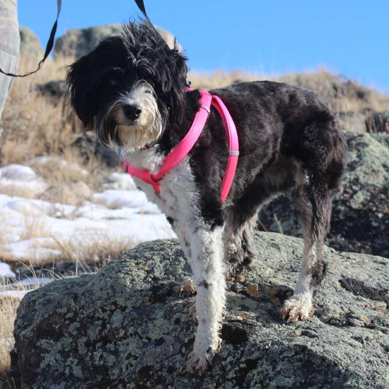 Enlarge Liza , a Adoptable mixed breed in Pinedale, WY image 2/5