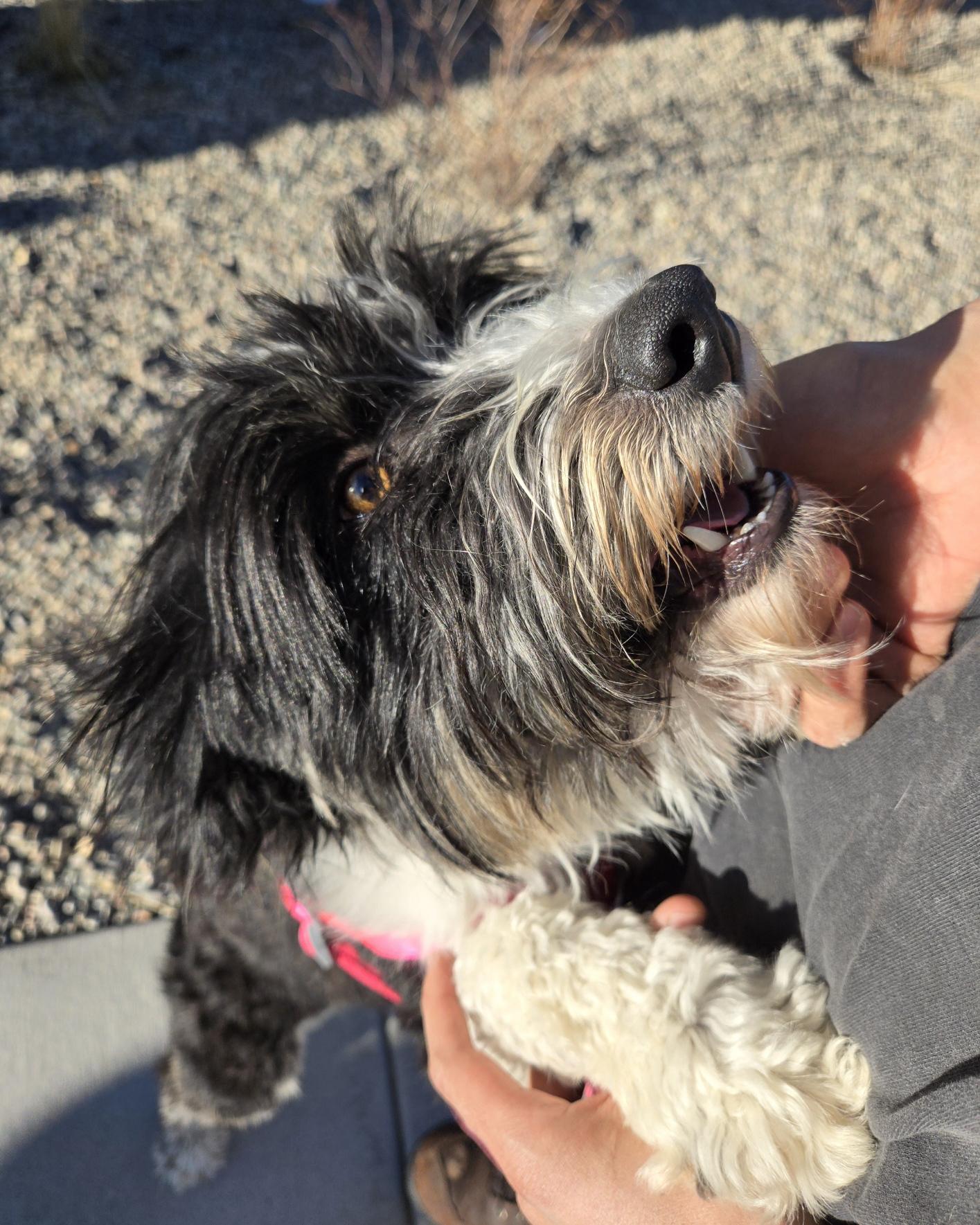 Liza , Adoptable, Adult Female Australian Shepherd & Border Collie.