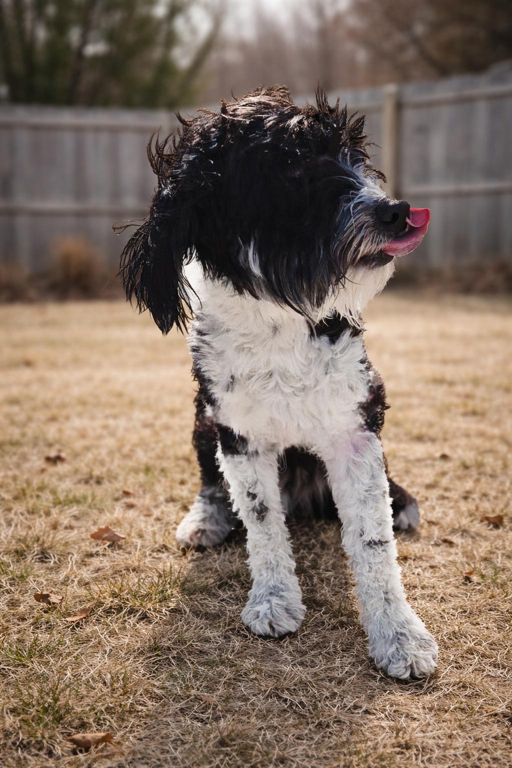 Enlarge Liza , a Adoptable mixed breed in Pinedale, WY image 2/6