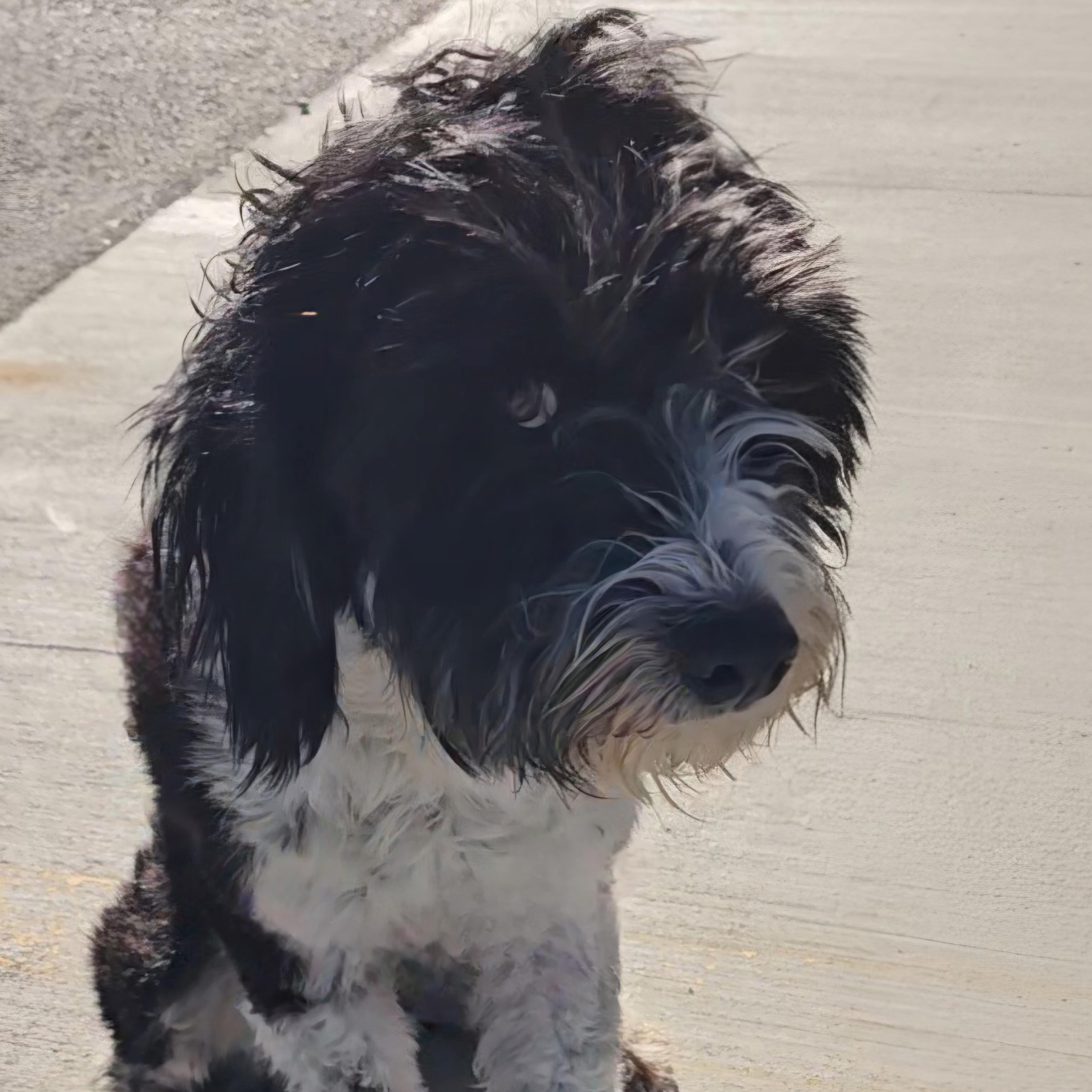 Enlarge Liza , a Adoptable mixed breed in Pinedale, WY image 6/6