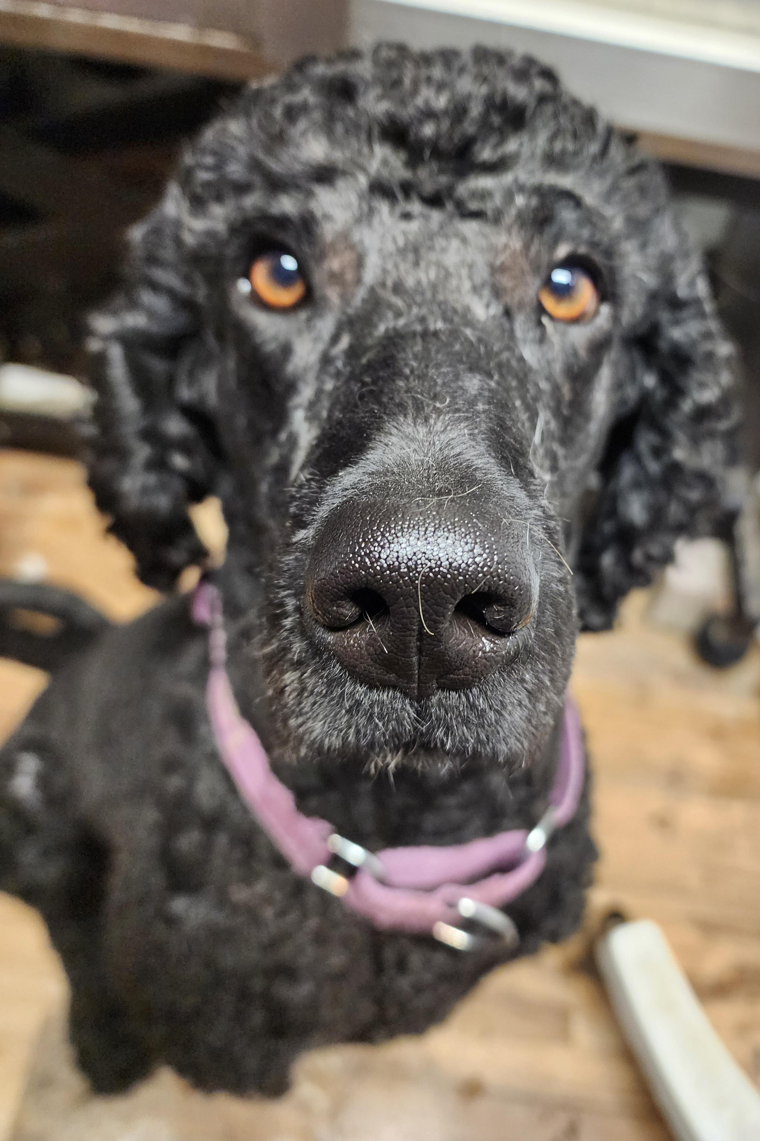 Enlarge Reagan, a Adopted Standard Poodle in Keizer, OR image 1/6