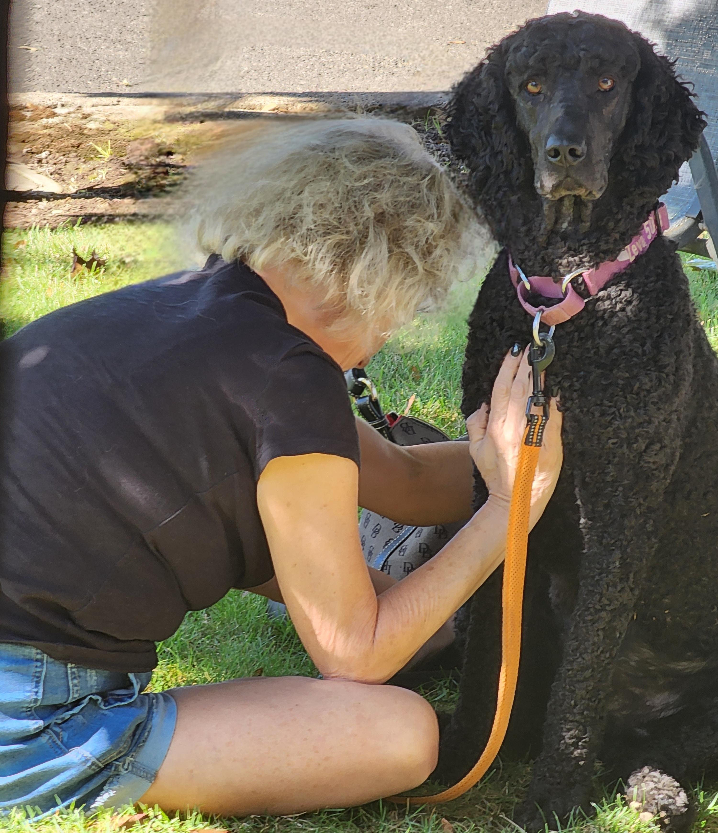 Enlarge Reagan, a Adopted Standard Poodle in Keizer, OR image 3/6