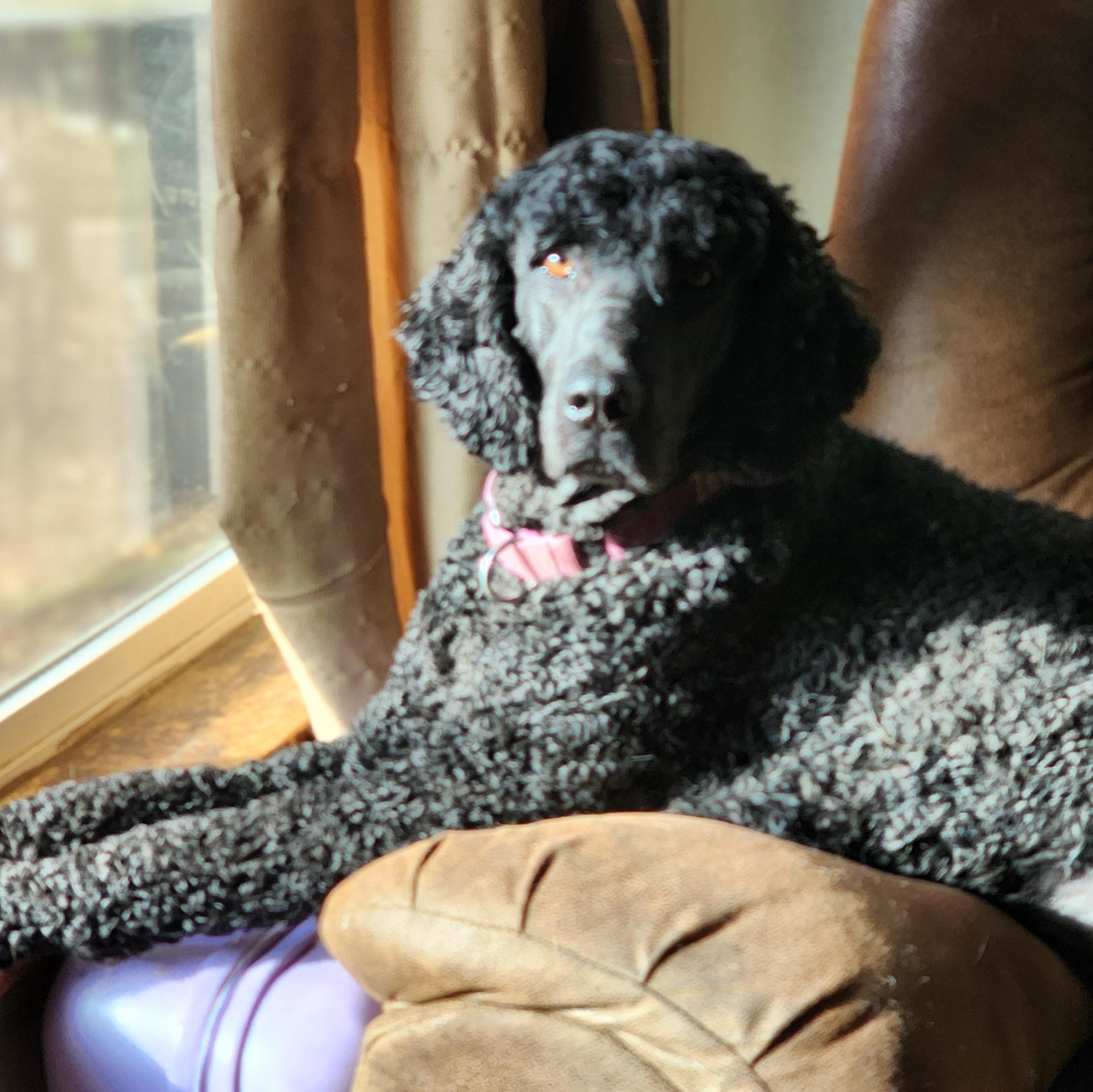 Enlarge Reagan, a Adopted Standard Poodle in Keizer, OR image 4/6