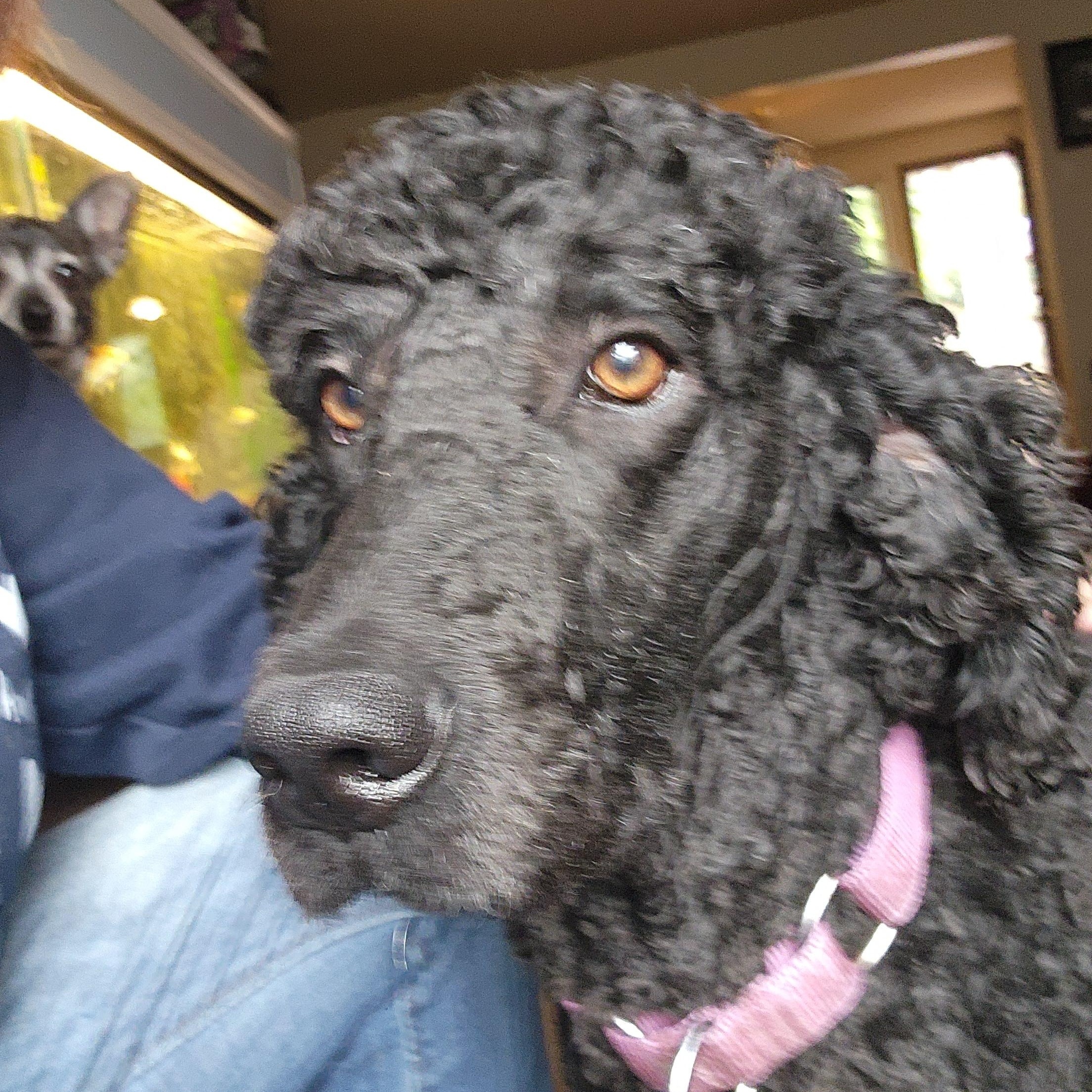 Enlarge Reagan, a Adopted Standard Poodle in Keizer, OR image 5/6