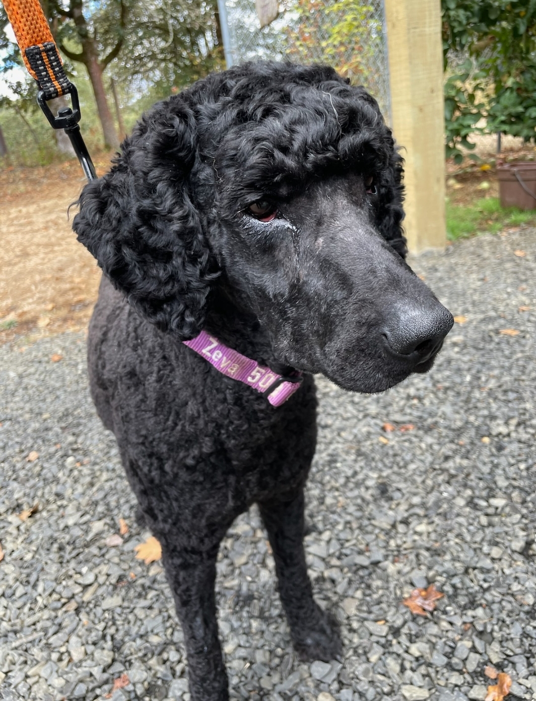 Enlarge Reagan, a Adopted Standard Poodle in Keizer, OR image 6/6