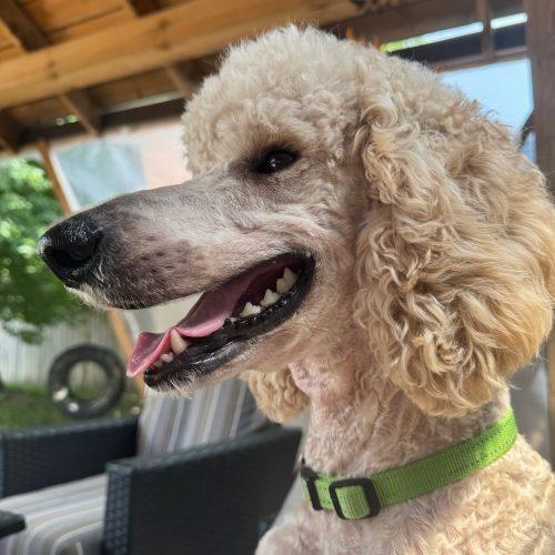 Nala, Adoptable, Young Female Standard Poodle.