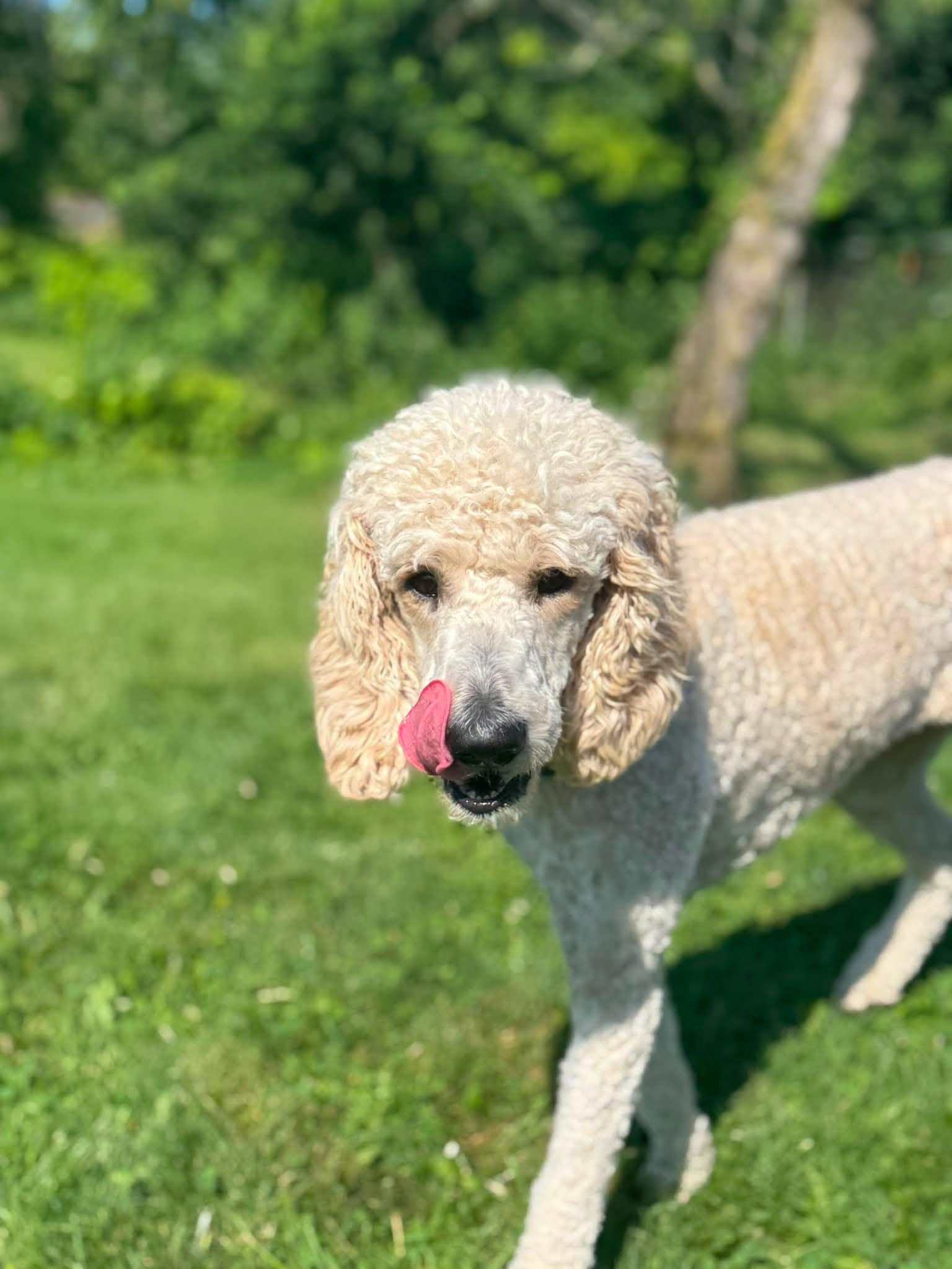 Enlarge Nala, a Adoptable Standard Poodle in Courtice, ON image 2/4