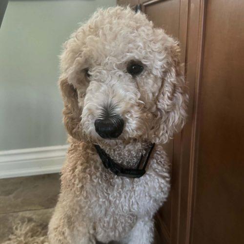 Enlarge Nala, a Adoptable Standard Poodle in Courtice, ON image 3/4