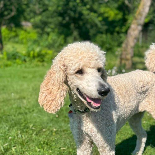 Enlarge Nala, a Adoptable Standard Poodle in Courtice, ON image 4/4