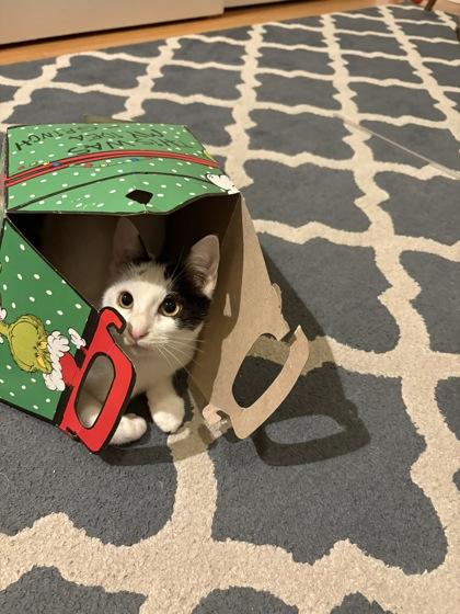 Bic, Adoptable, Kitten Female Domestic Short Hair & Domestic Short Hair.