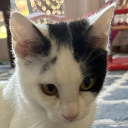 Enlarge Bic, a Adoptable mixed breed in Pleasanton, CA image 2/3