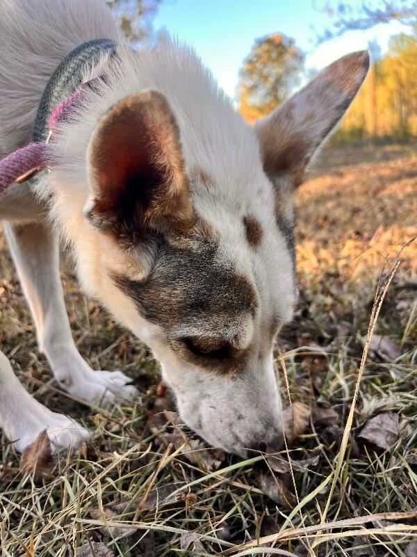 Lady, Adoptable, Adult Female Husky & Labrador Retriever.