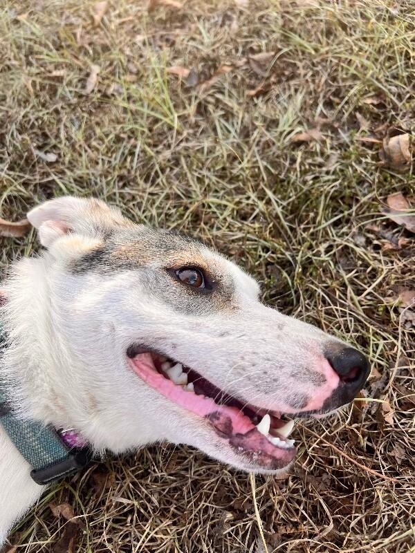 Enlarge Lady, a Adoptable mixed breed in Thomasville, AL image 2/4