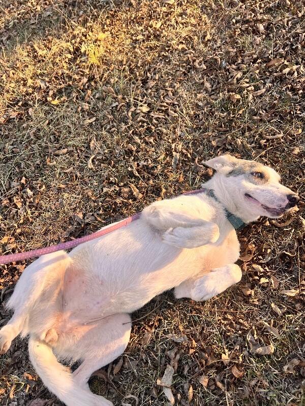 Enlarge Lady, a Adoptable mixed breed in Thomasville, AL image 3/4