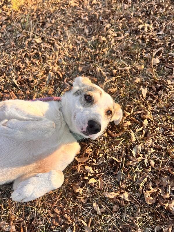 Enlarge Lady, a Adoptable mixed breed in Thomasville, AL image 4/4