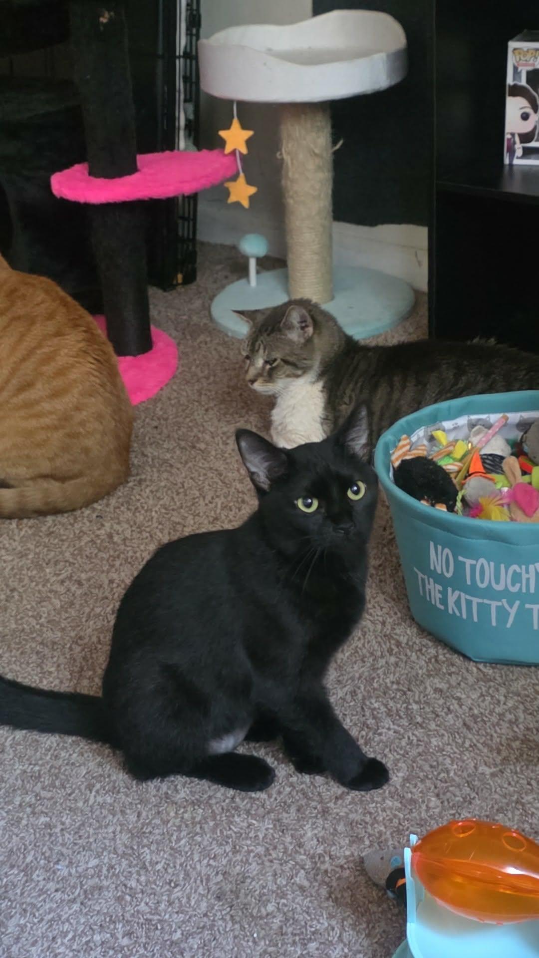 Enlarge Spice, a ADOPTABLE Domestic Short Hair in Morgantown, WV image 4/4