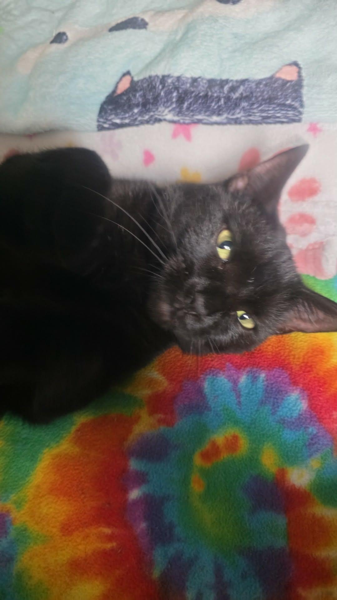 Enlarge Spice, a ADOPTABLE Domestic Short Hair in Morgantown, WV image 3/4