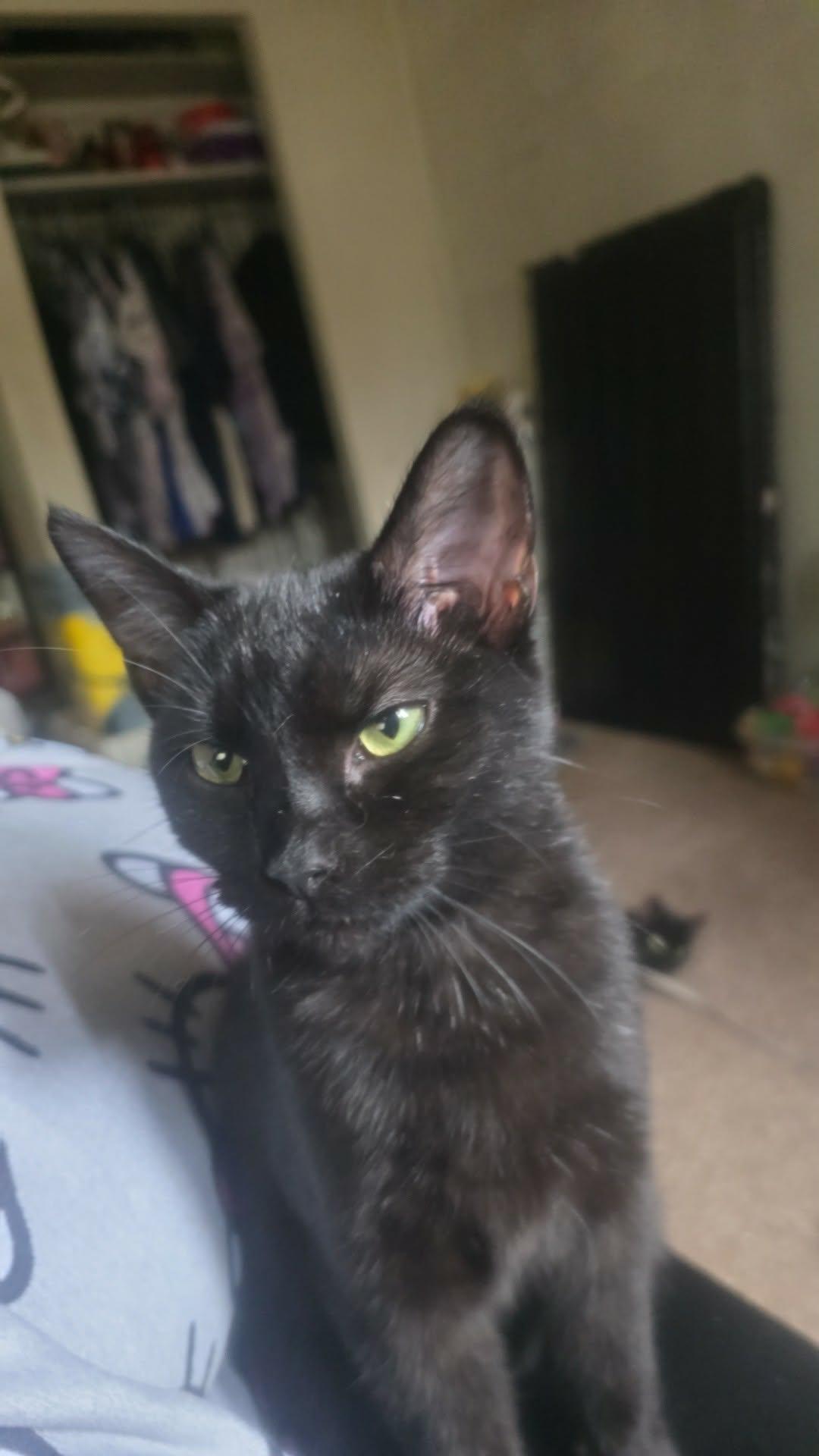 Enlarge Spice, a ADOPTABLE Domestic Short Hair in Morgantown, WV image 2/2