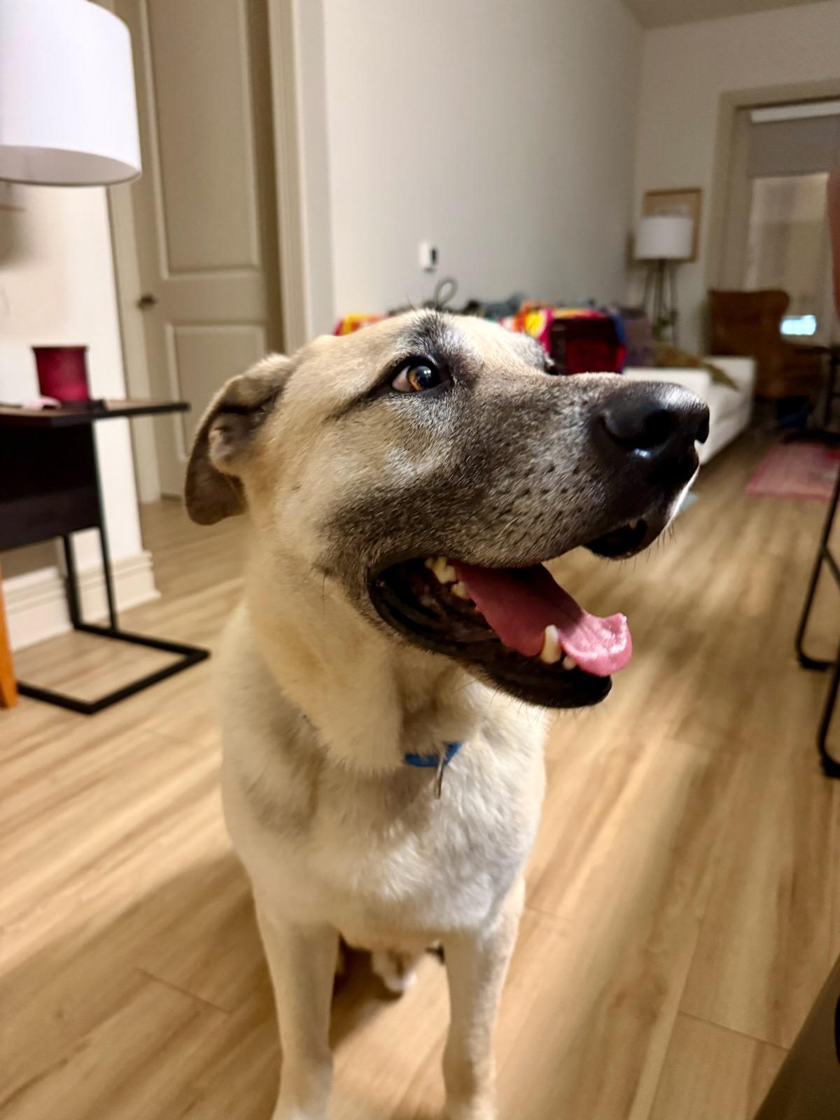 Enlarge Hunter, a Adoptable mixed breed in Duluth, MN image 2/6