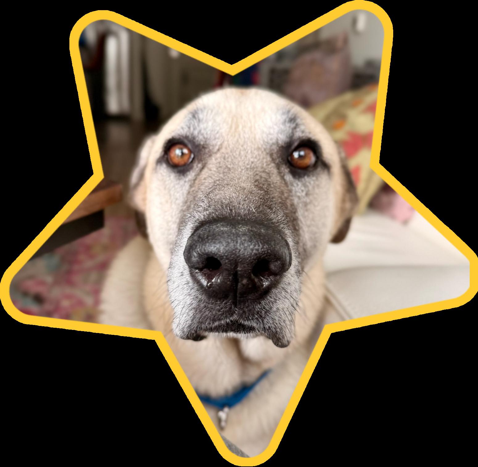 Enlarge Hunter, a Adoptable mixed breed in Duluth, MN image 3/6