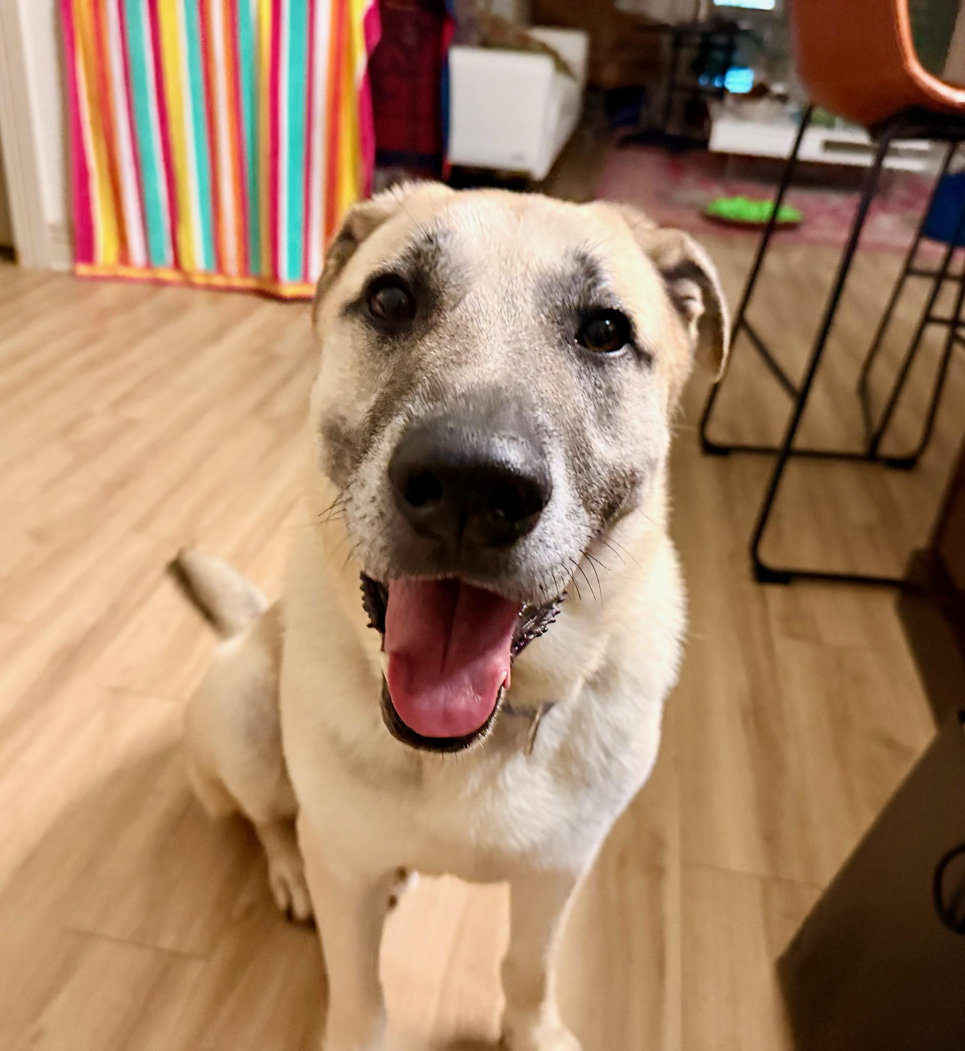 Enlarge Hunter, a Adoptable mixed breed in Duluth, MN image 5/6