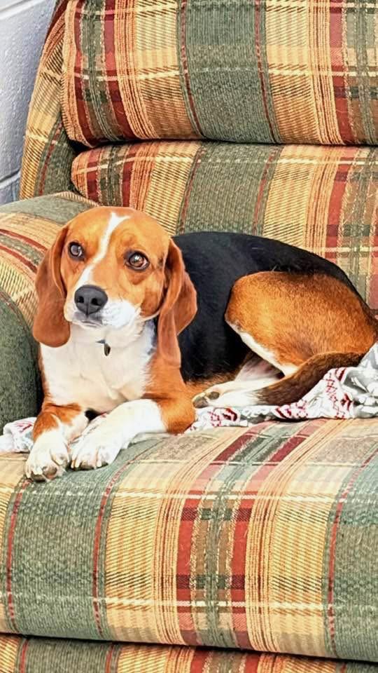 Dennis , adopted, Young Male Beagle.