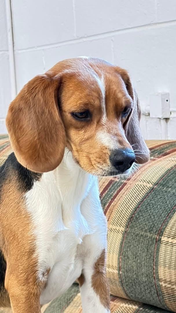 Dennis , an adopted Beagle in Fincastle, VA image 2/2