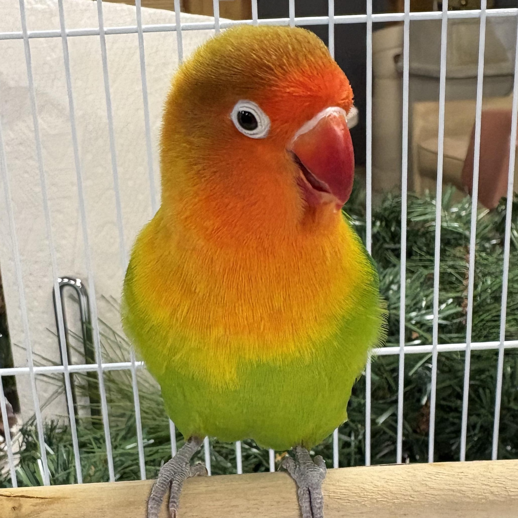 Enlarge Cookie, a Adoptable Lovebird in Lenexa, KS image 1/1