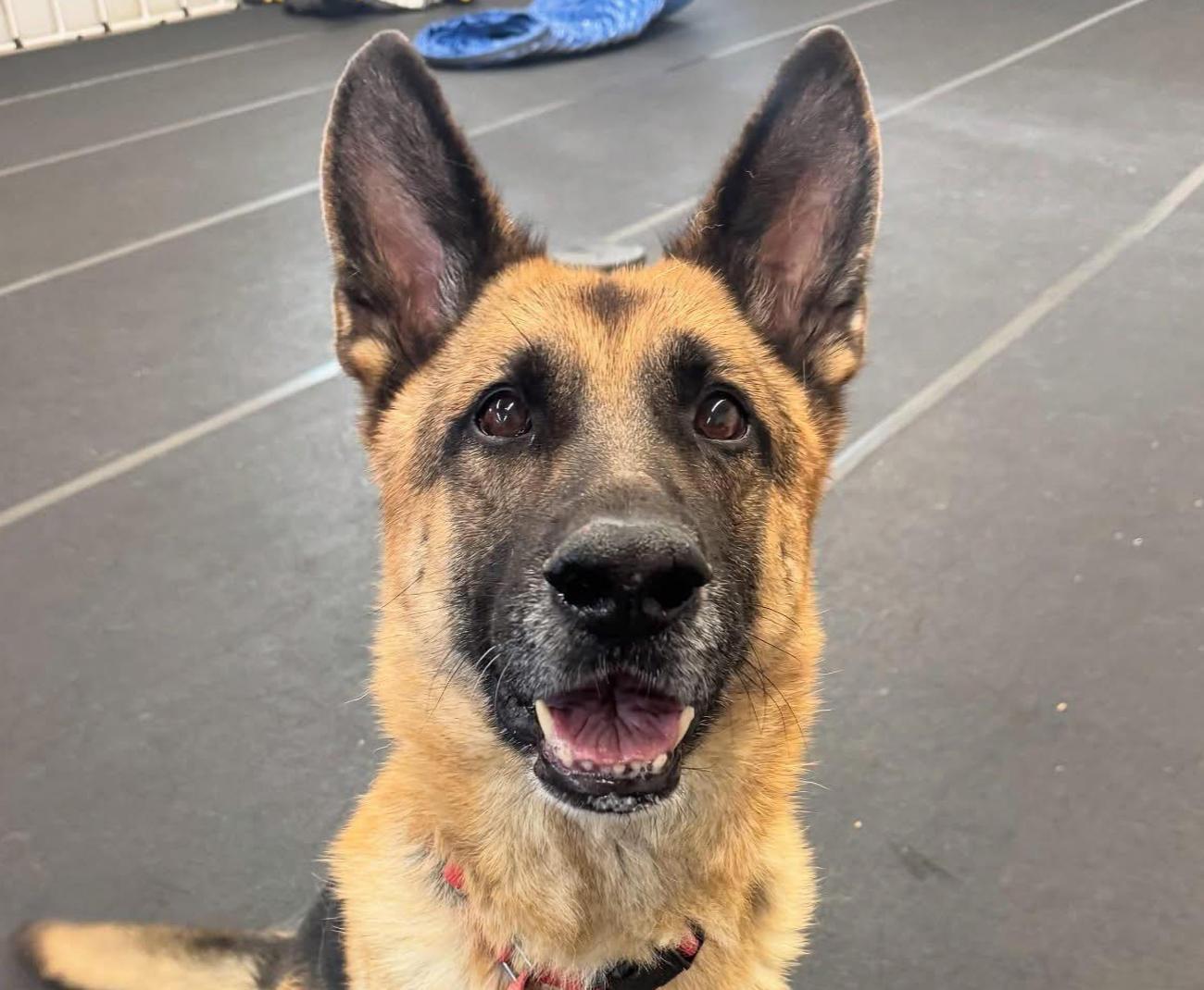 Krypto, a ADOPTABLE German Shepherd Dog in Euclid, OH image 1/2