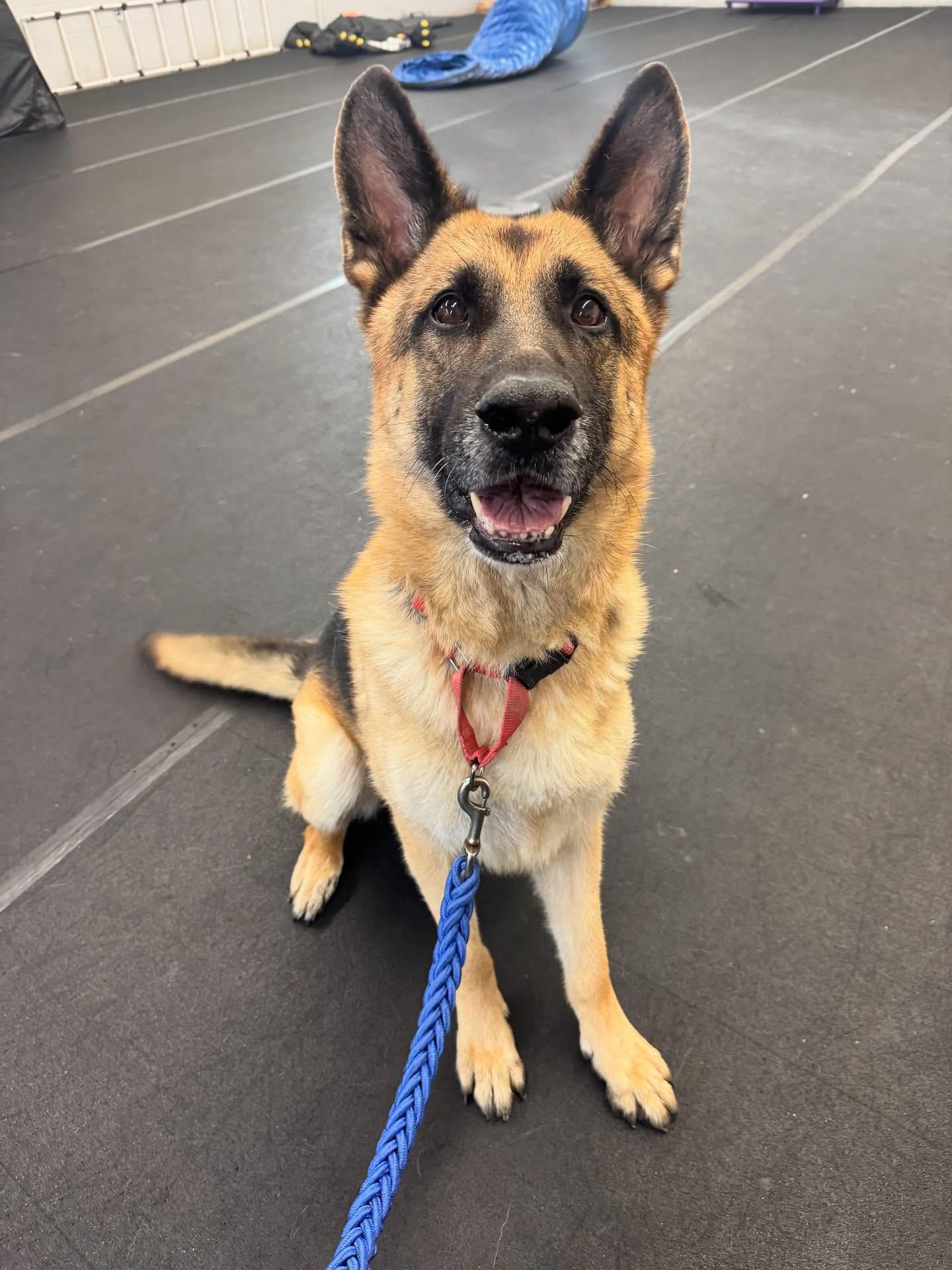 Krypto, a ADOPTABLE German Shepherd Dog in Euclid, OH image 2/2