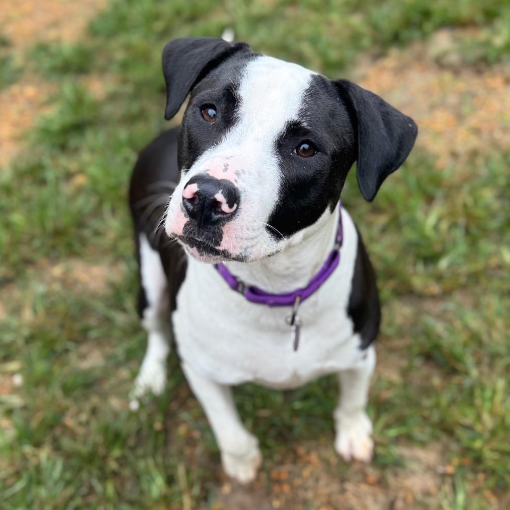 Audra, Adoptable, Young Female Mixed Breed & Mixed Breed.