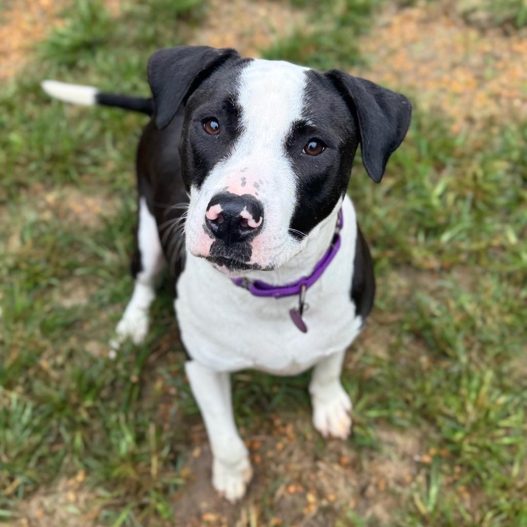 Enlarge Audra, a Adoptable mixed breed in Fredericksburg, VA image 2/3