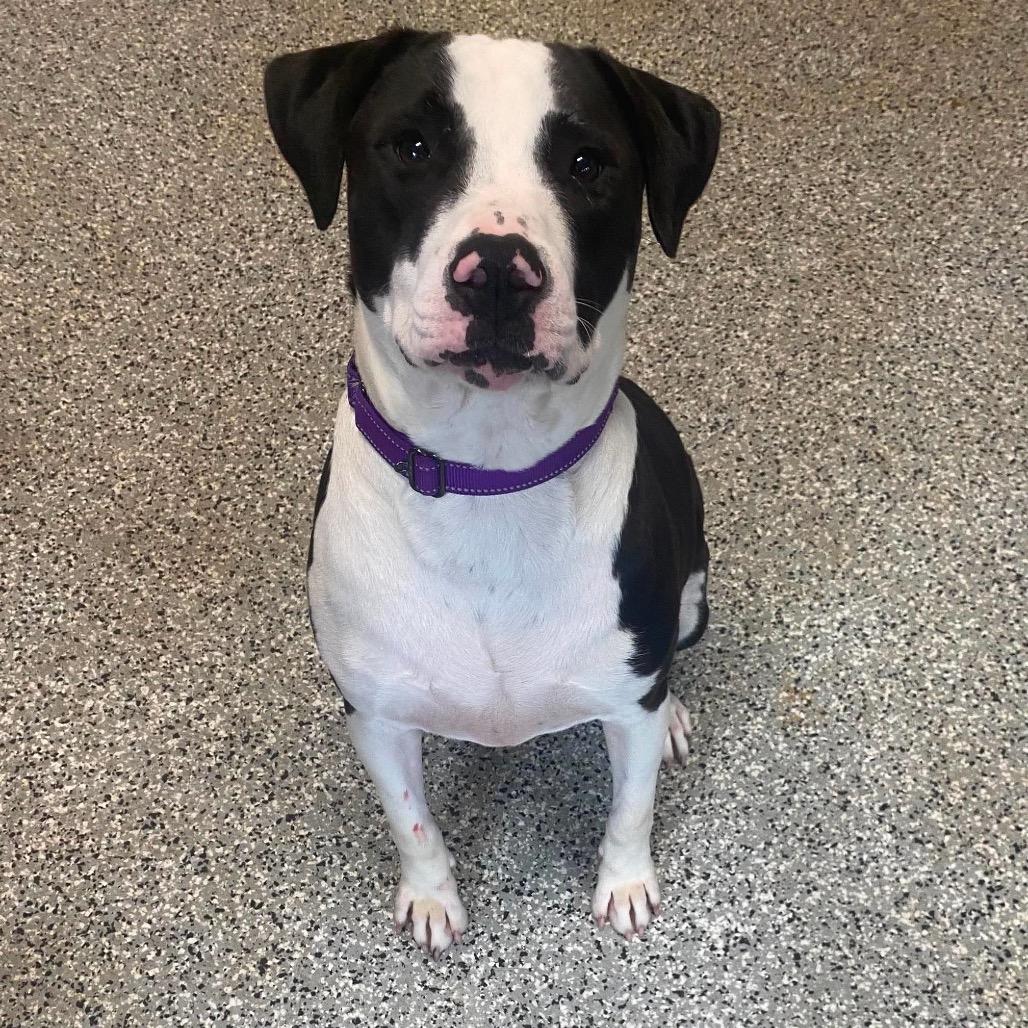Enlarge Audra, a Adoptable mixed breed in Fredericksburg, VA image 3/3
