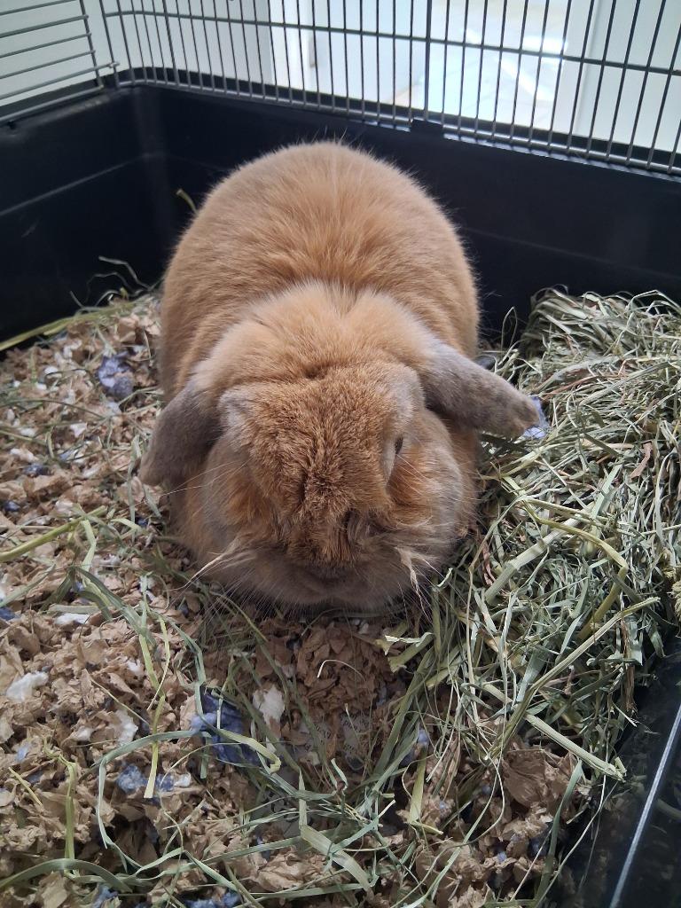 Enlarge Crepe, a Adoptable Mini Lop in Fall River, MA image 1/1