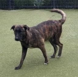 Charleston thumbnail 4