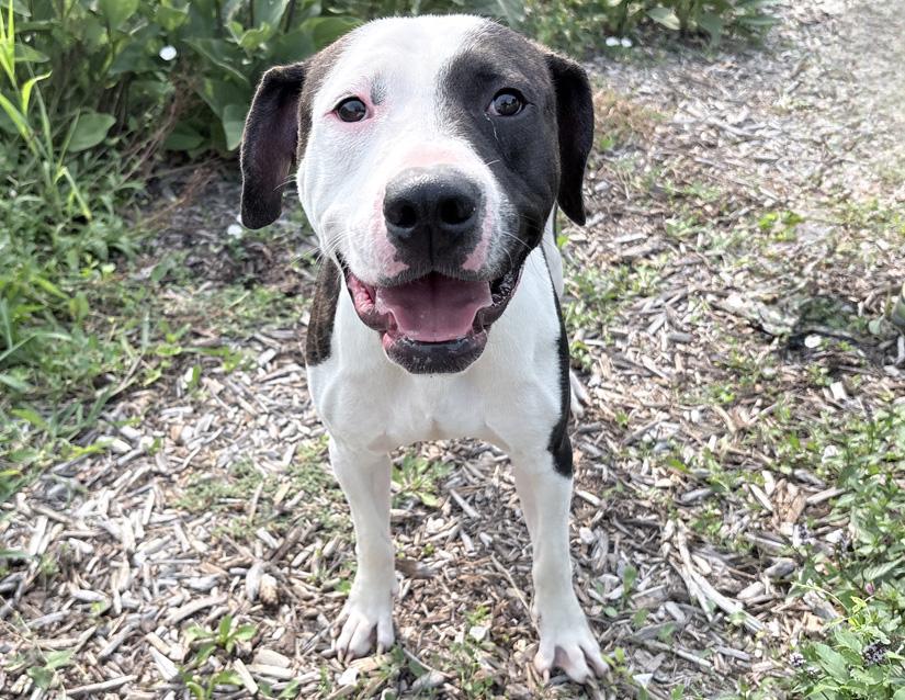 Kingston, ADOPTABLE, Adult Male Pit Bull Terrier.