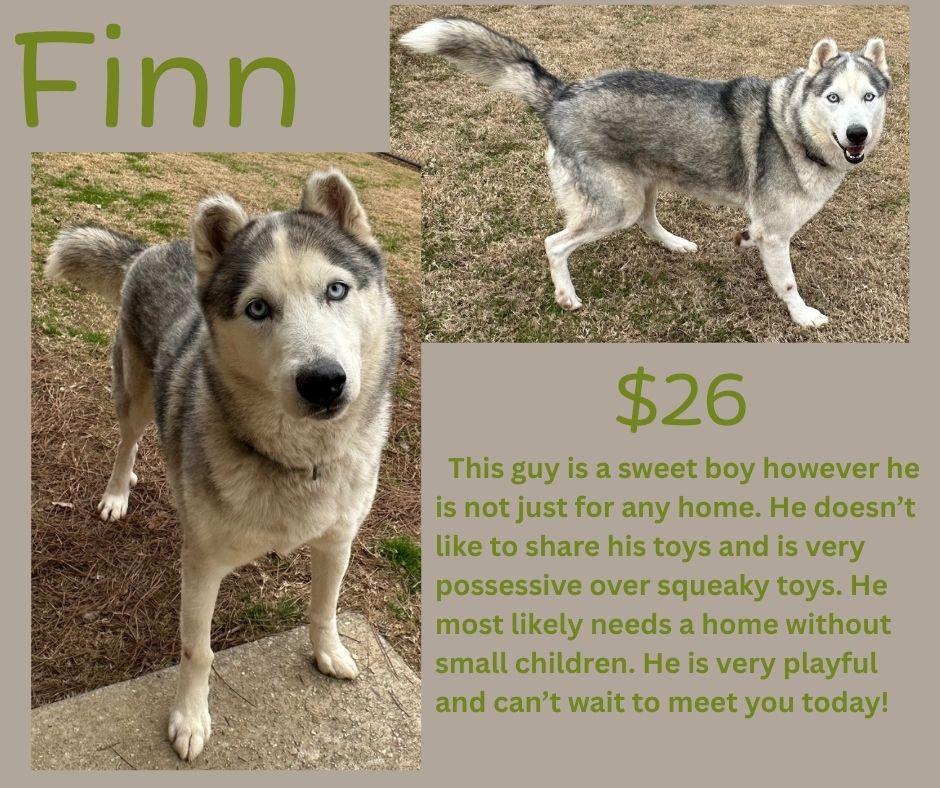 Enlarge Finn, a ADOPTABLE mixed breed in Decatur, AL image 1/1